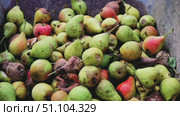 Переспевшие, упавшие груши, которые изнутри выгрызают осы Overripe, fallen pears that are eaten from the inside by wasps. Стоковое видео, видеограф Краснова Ирина / Фотобанк Лори