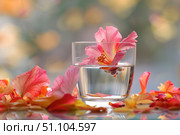 Pink hibiscus flower floating in a glass of water with petals scattered around. Стоковое AI-изображение, AI-художник Иван Рябоконь / Фотобанк Лори