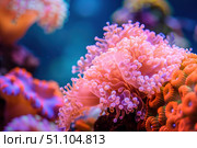 Vibrant coral polyps thriving in underwater ecosystem. Стоковое AI-изображение, AI-художник Иван Рябоконь / Фотобанк Лори