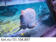 A stingray in an aquarium, a wild view. Oceanarium. Animals and inhabitants of the seas and oceans. Стоковое фото, фотограф Наталия Кирсанова / Фотобанк Лори