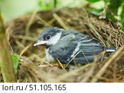 A grown-up nestling of a forest bird sits in a nest on a tree. Wildlife fauna. Стоковое фото, фотограф Наталия Кирсанова / Фотобанк Лори