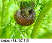 A closeup photo shows the intricate details of a snail on vibrant green plant leaves. Стоковое фото, фотограф Елена Захаревич / Фотобанк Лори