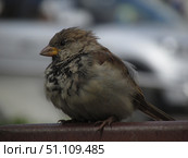 Воробей. Стоковое фото, фотограф Мария Галкина / Фотобанк Лори