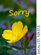 Bright yellow flower with petals open, accompanied by word Sorry written above. Conveying message of apology or sentiment. Стоковое фото, фотограф Алла Чесноковва / Фотобанк Лори