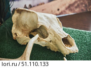 Guzeripl, Russia. - August 16, 2022: Caucasian Biosphere Reserve, Nature Museum. Remains and skulls of wild animals. Редакционное фото, фотограф Наталия Кирсанова / Фотобанк Лори