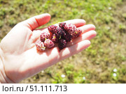 Mulberry fruits on the palm. Morus, a genus of flowering plants in the family Moraceae, consists of 19 species of deciduous trees commonly known as mulberries, growing wild and under cultivation. Стоковое фото, фотограф Юлия Петровская / Фотобанк Лори