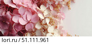 Hydrangea blooming. Peach heads of hydrangea flower petals. Beautiful Garden. Landscaping trend. Shrubbery blooms. Closeup hydrangea flowers. Space for text. Abstract minimal design. Soft shadow. Card. Стоковое AI-изображение, AI-художник Марина Демидюк / Фотобанк Лори