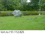 Barnacle goose (Branta leucopsis) on banks of Haupt Pondat Park against background of fountain at Skidmore College, Saratoga Springs, New York, United States. Стоковое фото, фотограф Валерия Попова / Фотобанк Лори