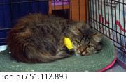 A long-haired tabby cat with thick fluffy fur lies in a cage on a green mat. A yellow bandage is visible on the paw, indicating a recent veterinary procedure or treatment. The animal looks wary and a little tired, its yellow eyes look straight into the camera. The photo conveys the atmosphere of a shelter or clinic, reflects the theme of caring for animals, medical care and keeping pets in temporary housing. Suitable for illustrating materials about veterinary medicine, animal protection, shelters, treatment and care of cats. Стоковое фото, фотограф Анна Кривицкая / Фотобанк Лори