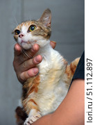 A close-up of a calico cat (tortoiseshell and white) being held by a person. The animal looks thin and tired, its fur is slightly tousled, and its eyes are full of tension and sadness. The photo conveys the atmosphere of rescue, care and help for homeless animals. The contrast between the human hand and the vulnerable cat emphasizes the theme of compassion, trust and responsibility. This photo is suitable for illustrating materials about volunteering, animal protection, shelters and the importance of human kindness. Стоковое фото, фотограф Анна Кривицкая / Фотобанк Лори