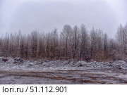 A late autumn or early winter landscape. In the foreground is the ground with puddles and a thin layer of snow mixed with mud and the remains of branches. Piles of dry branches and debris from clearing the area are visible. In the background there is a row of bare trees without leaves, covered with frost. The sky is covered with gray clouds, creating a gloomy and cold atmosphere. The photograph conveys a sense of abandonment, chilly weather and transitional time of year. Suitable for illustrating themes of ecology, industrial impact on nature, decline and harsh nature. Стоковое фото, фотограф Анна Кривицкая / Фотобанк Лори