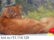A ginger longhaired cat, who is curled up in a cozy ball and has his eyes closed, resting. His fluffy tail frames the composition, emphasizing the softness of his fur and the calmness of the moment. In the foreground, a brightly colored animal toy is visible, adding an accent and creating a feeling of home comfort. The background is slightly blurred with elements of greenery and rocks, which emphasizes the contrast between nature and home comfort.The photo conveys an atmosphere of peace, care and warmth, ideal for the theme of pets, love for pets, comfort and tranquility. Стоковое фото, фотограф Анна Кривицкая / Фотобанк Лори