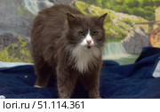 Fluffy gray and white cat with expressive yellow eyes. The animal stands on a dark blue blanket and looks straight into the camera, creating the impression of a confident and attentive look. The fur is thick and long, especially noticeable on the chest, where the white fur contrasts with the gray color. In the background, you can see a picture of a natural landscape - mountains, green trees and a waterfall, which adds decorativeness and depth to the frame. This photo is well suited for the theme of pets, animal care, as well as visualization of coziness and harmony. Стоковое фото, фотограф Анна Кривицкая / Фотобанк Лори