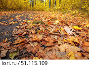 Autumn road through deciduous forest close-up. Стоковое фото, фотограф Руслан Хисматов / Фотобанк Лори
