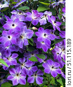 Vibrant Purple Clematis Flowers in Full Bloom. Стоковое фото, фотограф Ольга Губская / Фотобанк Лори