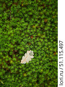 The texture of green moss and yellow autumn oak leaf on top. The concept of the onset of autumn. Стоковое фото, фотограф Наталия Кирсанова / Фотобанк Лори