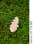 The texture of green moss and yellow autumn oak leaf on top. The concept of the onset of autumn. Стоковое фото, фотограф Наталия Кирсанова / Фотобанк Лори