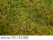 Green moss texture, natural vegetable coating. Стоковое фото, фотограф Наталия Кирсанова / Фотобанк Лори