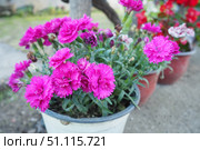 Dianthus is a genus of about 340 species of flowering plants in the family Caryophyllaceae. Common names include carnation, pink and sweet william. Bright Magenta Pink Flowers in a Pot. Gvozdika. Стоковое фото, фотограф Юлия Петровская / Фотобанк Лори