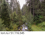 Mountain stream winding through pine forest, sunlight filtering between evergreen branches in Italian Alpine landscape. Стоковое фото, фотограф Данил Руденко / Фотобанк Лори