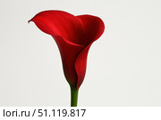 Burgundy calla lilies on a white background. The curved shape combined with the yellow spadix creates an elegant contrast, highlighting the beauty of the flower. Стоковое AI-изображение, AI-художник Светлана  Громак / Фотобанк Лори