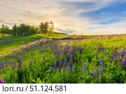 Sunset on a hill covered with lupines. Стоковое фото, фотограф Емельянов Евгений Викторович / Фотобанк Лори