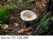 Pale toadstool in autumn forest. Стоковое фото, фотограф Емельянов Евгений Викторович / Фотобанк Лори
