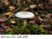 Pale toadstool in autumn forest. Стоковое фото, фотограф Емельянов Евгений Викторович / Фотобанк Лори