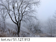 Trees covered with hoarfrost in a fog. Стоковое фото, фотограф Емельянов Евгений Викторович / Фотобанк Лори