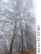 Trees covered with hoarfrost in a fog. Стоковое фото, фотограф Емельянов Евгений Викторович / Фотобанк Лори
