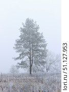 Trees covered with hoarfrost in a fog. Стоковое фото, фотограф Емельянов Евгений Викторович / Фотобанк Лори