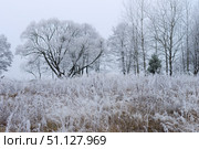 Trees covered with hoarfrost in a fog. Стоковое фото, фотограф Емельянов Евгений Викторович / Фотобанк Лори