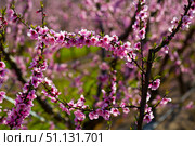 Beautiful blooming peach trees in spring garden. Стоковое фото, фотограф Яков Филимонов / Фотобанк Лори