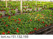 Plantation of flowers geranium in orangery. Стоковое фото, фотограф Яков Филимонов / Фотобанк Лори