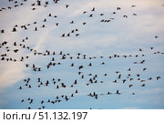 Flight of migrating cranes in cloud sky. Стоковое фото, фотограф Яков Филимонов / Фотобанк Лори