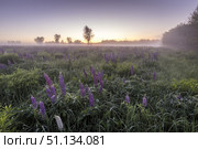 Twilight on a field covered with flowering lupines in summer morning with fog. Стоковое фото, фотограф Емельянов Евгений Викторович / Фотобанк Лори