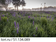 Twilight on a field covered with flowering lupines and path in summer morning with fog. Стоковое фото, фотограф Емельянов Евгений Викторович / Фотобанк Лори