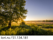 Sunrise on a field covered with flowering lupines in summer morning with fog and tree. Стоковое фото, фотограф Емельянов Евгений Викторович / Фотобанк Лори