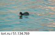 A lone black coot glides gracefully through the shimmering blue water, reflecting soft orange and gold hues. The bird pecks its food from the surface of the water. Стоковое видео, видеограф Воловодов Владимир / Фотобанк Лори
