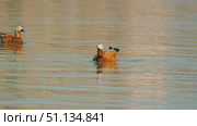 Two Ogar ducks glide gracefully across the calm blue and orange water surface of the lake, showing off their distinctive brown and white feathers and black beaks. Close-up. Стоковое видео, видеограф Воловодов Владимир / Фотобанк Лори