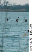 Athletes kayak on a calm lake framed by distant trees and reeds. Soft ripples reflect the clear sky. Preparation of athletes a training base. View from behind. Стоковое видео, видеограф Воловодов Владимир / Фотобанк Лори