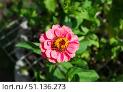 Цветок Цинния изящная, Zinnia elegans, род однолетних и многолетних трав и кустарников семейства сложноцветных. Стоковое фото, фотограф Андрей Цыганков / Фотобанк Лори