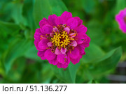 Цветок Цинния изящная, Zinnia elegans, род однолетних и многолетних трав и кустарников семейства сложноцветных. Стоковое фото, фотограф Андрей Цыганков / Фотобанк Лори