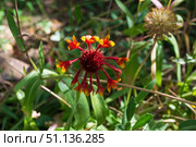 Цветок гайлардии, Gaillardia aestivalis, в осеннем саду. Стоковое фото, фотограф Андрей Цыганков / Фотобанк Лори