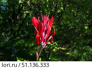 Цветок растения Канна Индийская, Canna indica, яркий оранжево-красный на фоне зелёных листьев. Стоковое фото, фотограф Андрей Цыганков / Фотобанк Лори