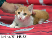 A domestic kitten of white and red color, lying on a red blanket. The animal looks straight at the camera, the expression on its face is calm and a little wary. The kitten has large expressive eyes and a pink nose. On the left, a man's hand is visible, gently stroking the pet, creating an atmosphere of trust and care. The background is presented in the form of bright textiles with patterns, which makes the photo even more lively and warm. The image perfectly conveys the theme of friendship between man and animal, home comfort and care for pets. Стоковое фото, фотограф Анна Кривицкая / Фотобанк Лори