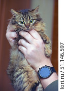 A fluffy cat with long hair in a striped color sits in a person's arms. The animal has large green eyes and a wary, slightly surprised look. The person carefully holds the pet, a smart watch with a black strap is visible on his wrist. The photo conveys an atmosphere of care and interaction between a person and a pet, emphasizes the trust and connection between the owner and the pet. Suitable for topics related to pets, cat care, love for pets and modern life. Стоковое фото, фотограф Анна Кривицкая / Фотобанк Лори