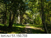 Тенистая пешеходная дорожка в городском микрорайоне летом. Стоковое фото, фотограф Илья Старков / Фотобанк Лори