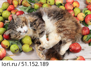 Funny fluffy cat on the table with apples and pears, harvesting in the village, healthy natural food concept, detox diet. Стоковое фото, фотограф Светлана Балынь / Фотобанк Лори