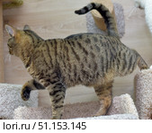 A cat with a classic tiger color (brown tabby) walks on a scratching post indoors. His body is stretched out in motion, his tail is raised up, and his paws confidently step on the soft surface of the play area for cats. In the background, interior elements are visible - scratching posts and furniture for animals. The photo emphasizes the grace and mobility of the cat, its curious nature and active behavior. Suitable for illustrations about pets, their games and care. Стоковое фото, фотограф Анна Кривицкая / Фотобанк Лори